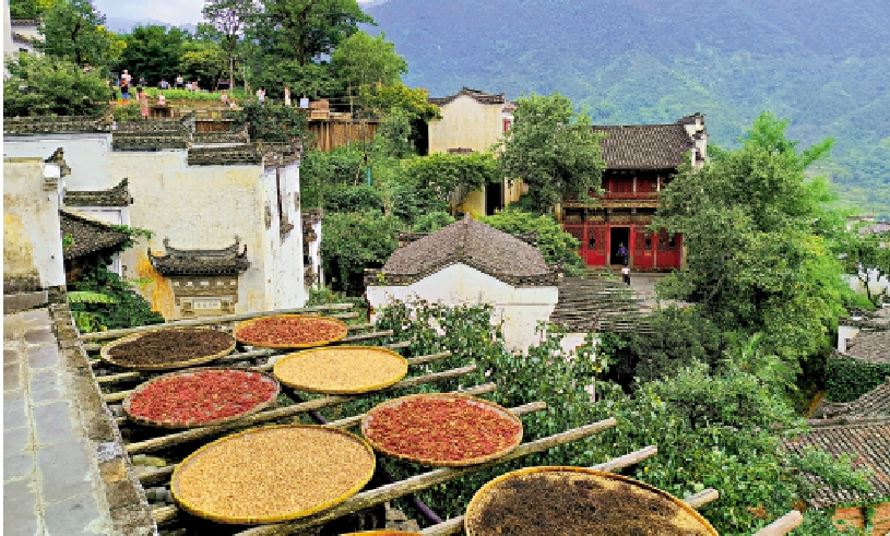 　　圖：「曬秋」風俗成為篁嶺村獨特風景線。 大公報實習記者駱文琳攝