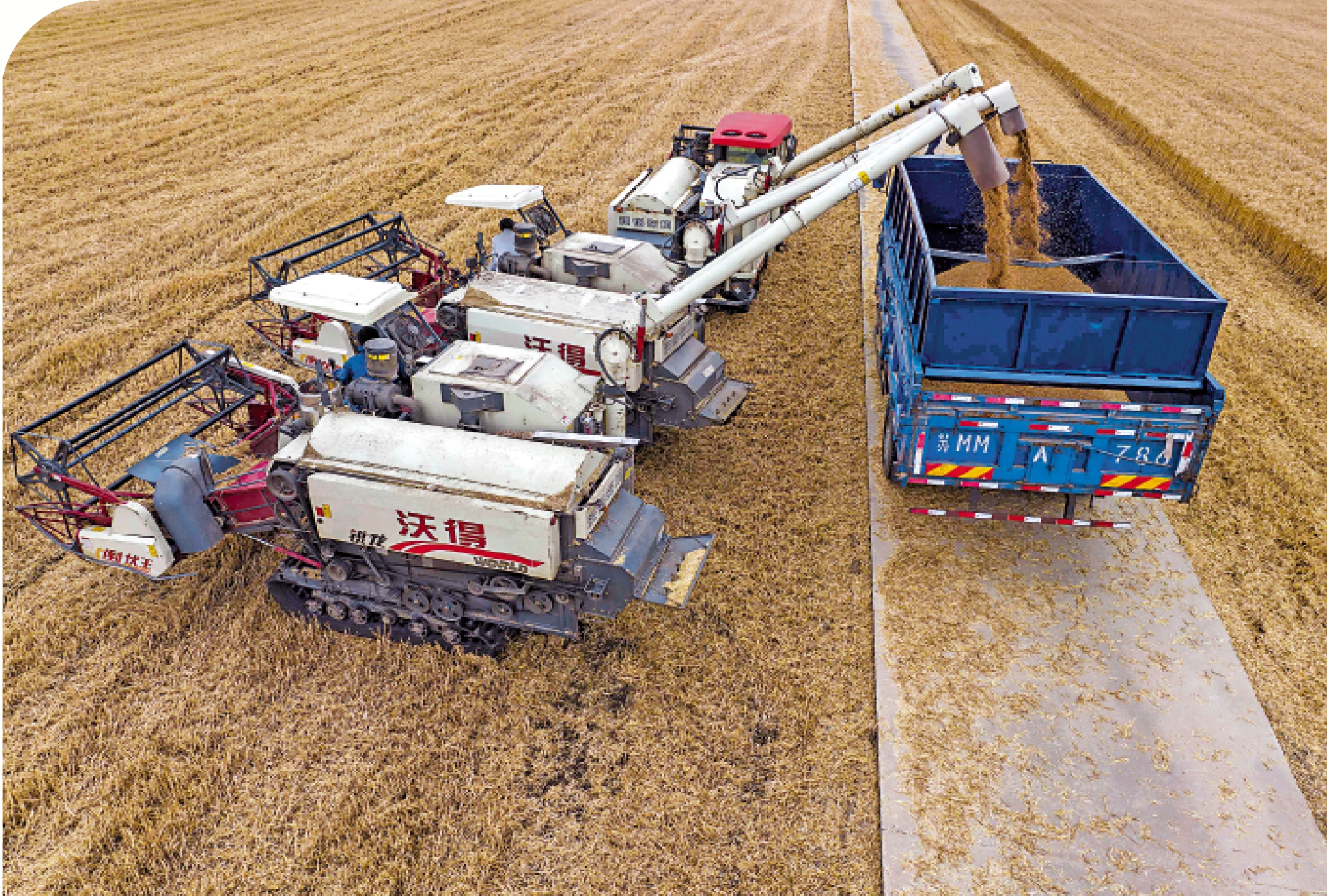 　　圖：7月20日召開的中央財經委員會第二次會議強調，要壓實耕地保護責任，確保18億畝耕地紅線決不突破。圖為5月30日，在江蘇省泰州市，農民在田間將小麥裝車。\新華社