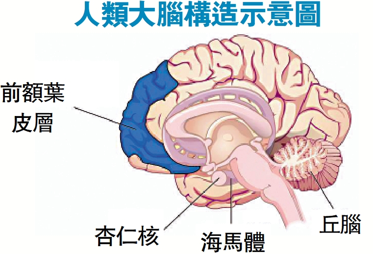 　　圖：人類大腦構造示意圖