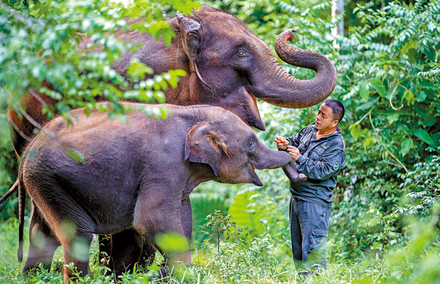 　　圖：雲南西雙版納野象谷大象醫生保明偉，帶着大象進行野化訓練。\新華社