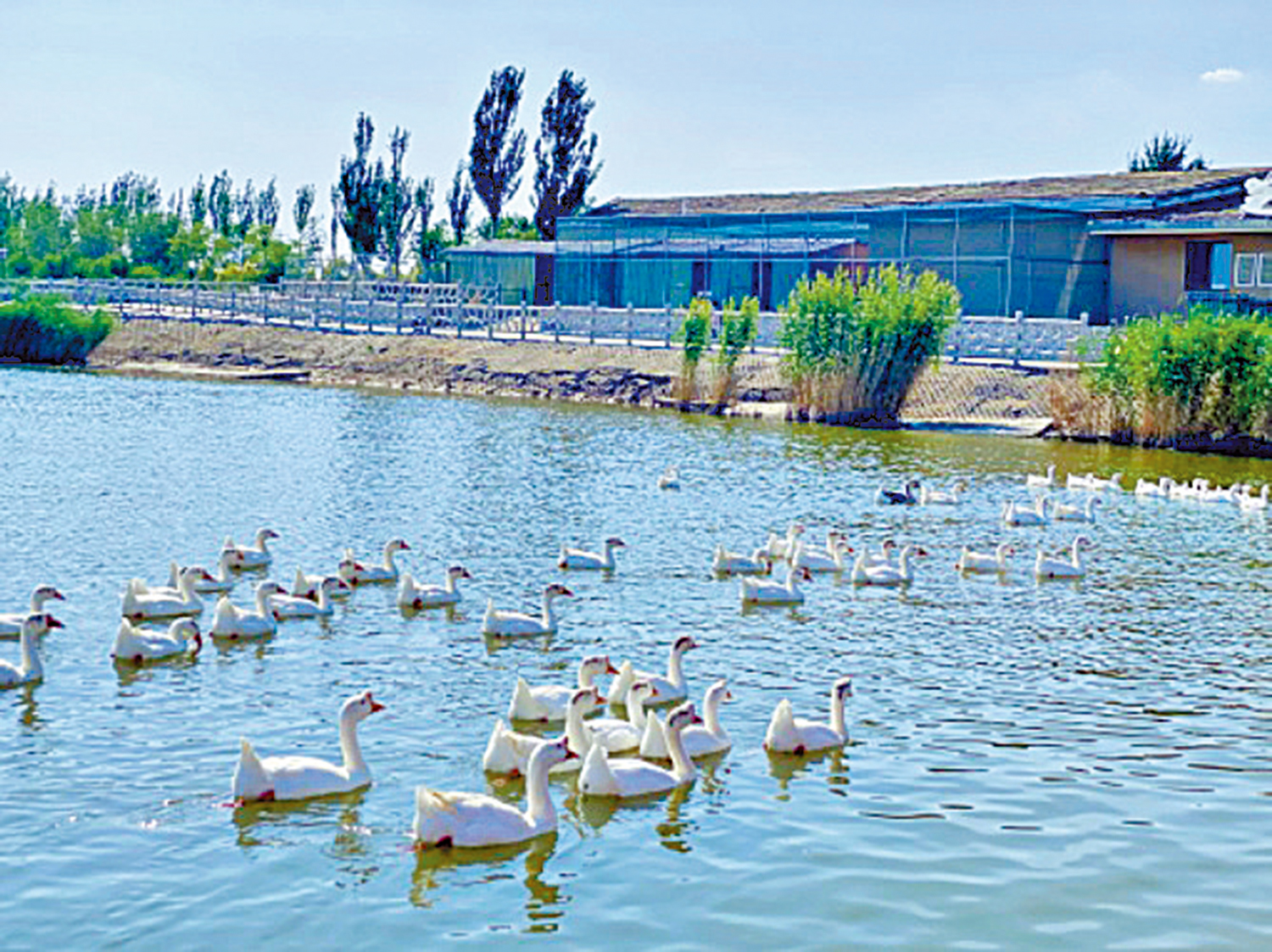 　　圖：南海濕地公園有漂亮的天鵝暢游。\大公報實習記者廖秀菁攝