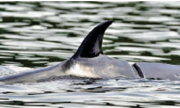 　　圖：鯨魚背部有傷痕，相信是被船艇的螺旋槳所傷。