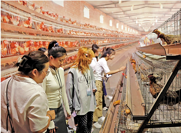 　　圖：熏雞博物館內，展示了現代化飬雞技術。\大公報記者喬輝攝