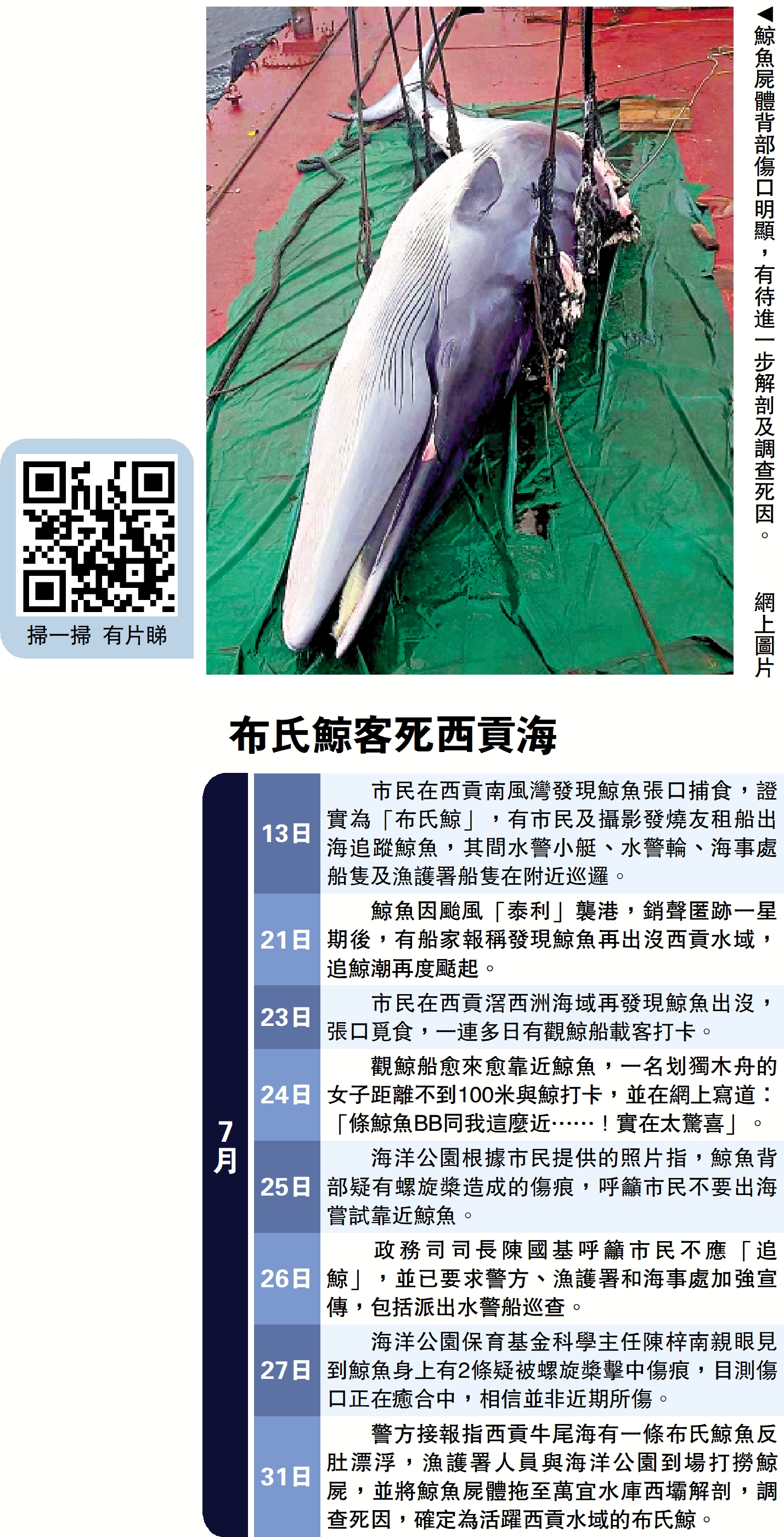 　　圖：鯨魚屍體背部傷口明顯，有待進一步解剖及調查死因。\網上圖片