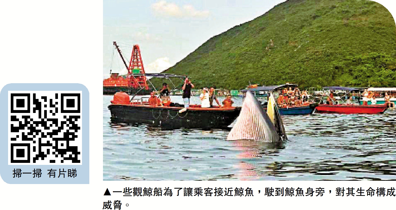 　　圖：一些觀鯨船為了讓乘客接近鯨魚，駛到鯨魚身旁，對其生命構成威脅。