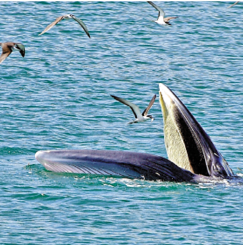　　圖：2021年，一條布氏鯨魚在深圳大鵬灣海域出現，深圳市大鵬新區隨即跨部門研究及展開保護行動。