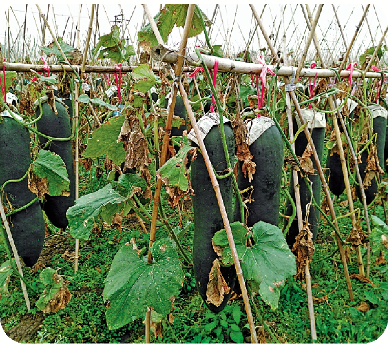 　　圖：橫石塘鎮冬瓜田。\作者供圖