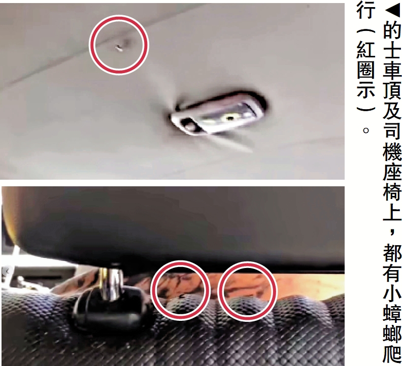 　　圖：的士車頂及司機座椅上，都有小蟑螂爬行（紅圈示）。
