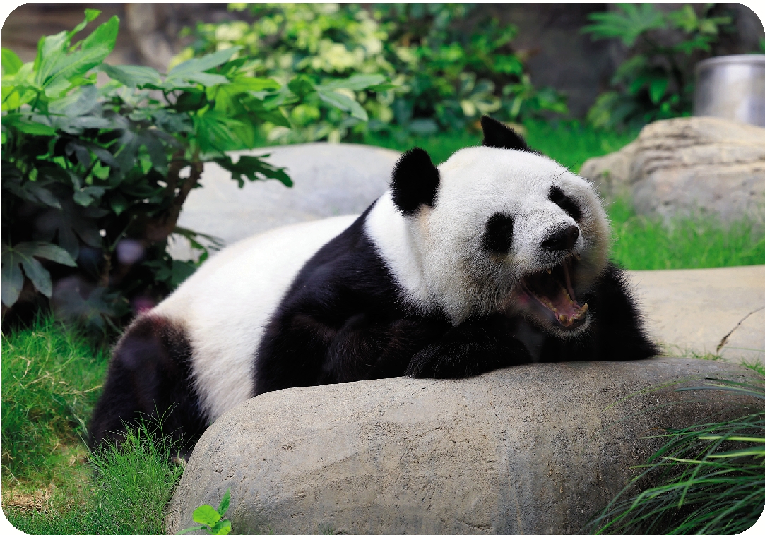 　　圖：大熊貓樂樂。