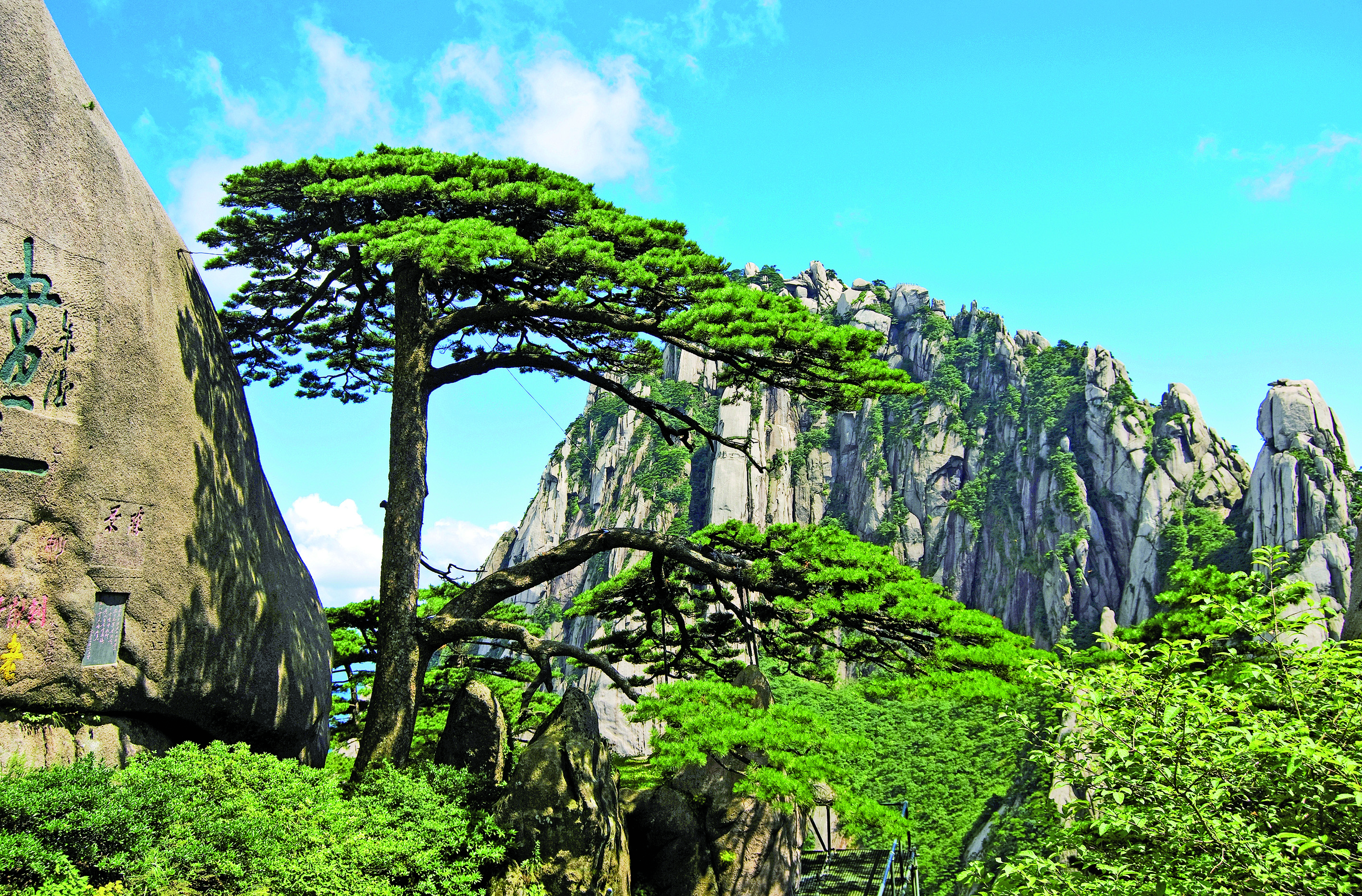 　　圖：迎客松。\黃山風景區宣傳部供圖