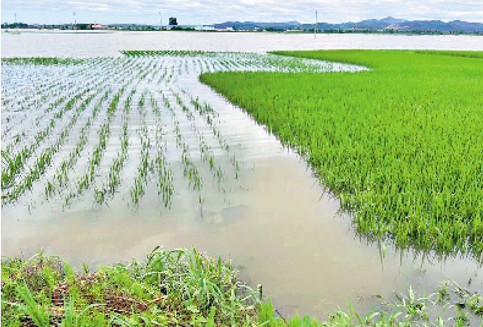 　　圖：隨着水退，五常市被水淹沒的稻田裏，水稻慢慢露出水面。
