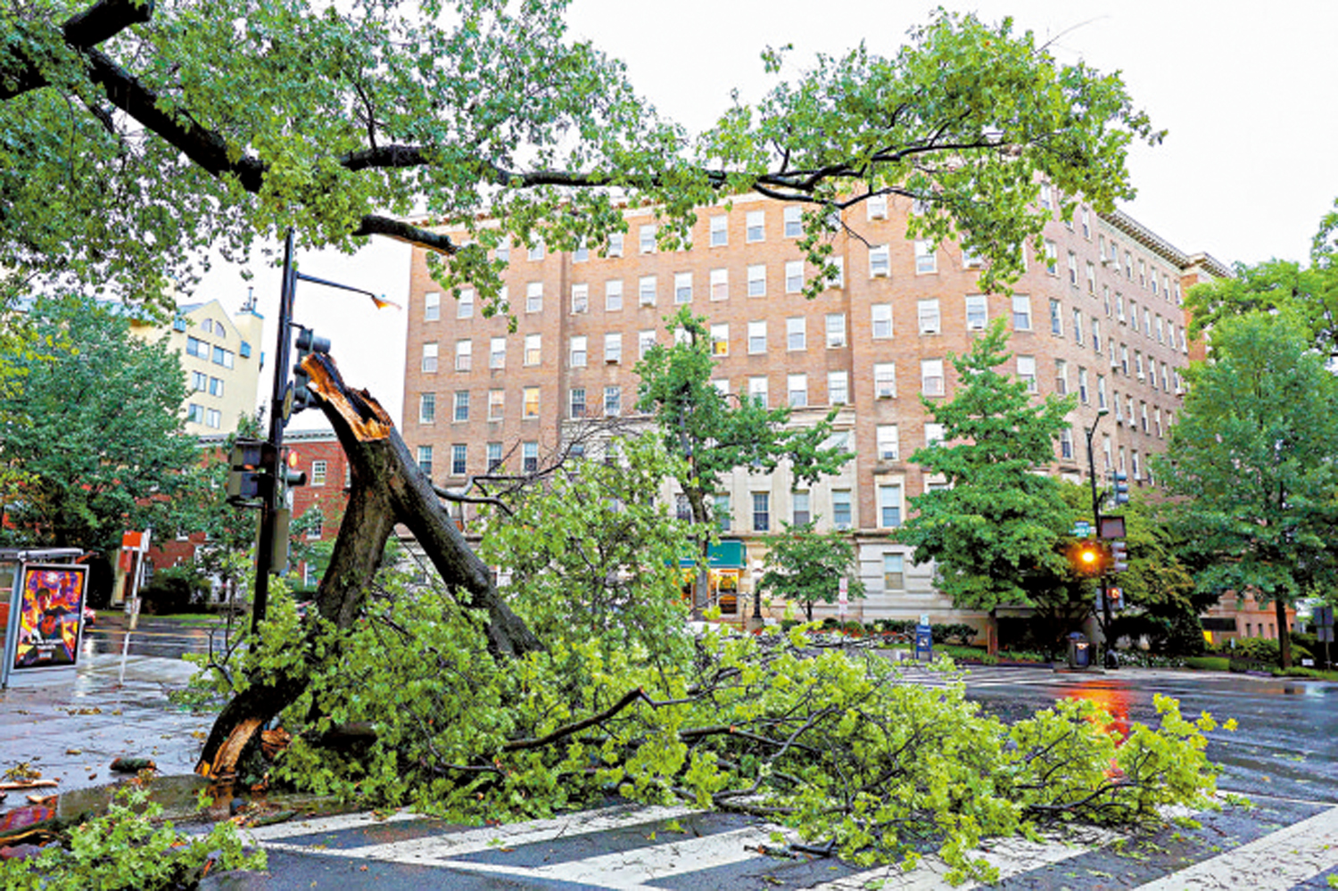 　　圖：7日，華盛頓特區的樹木在暴風雨中折斷。\路透社