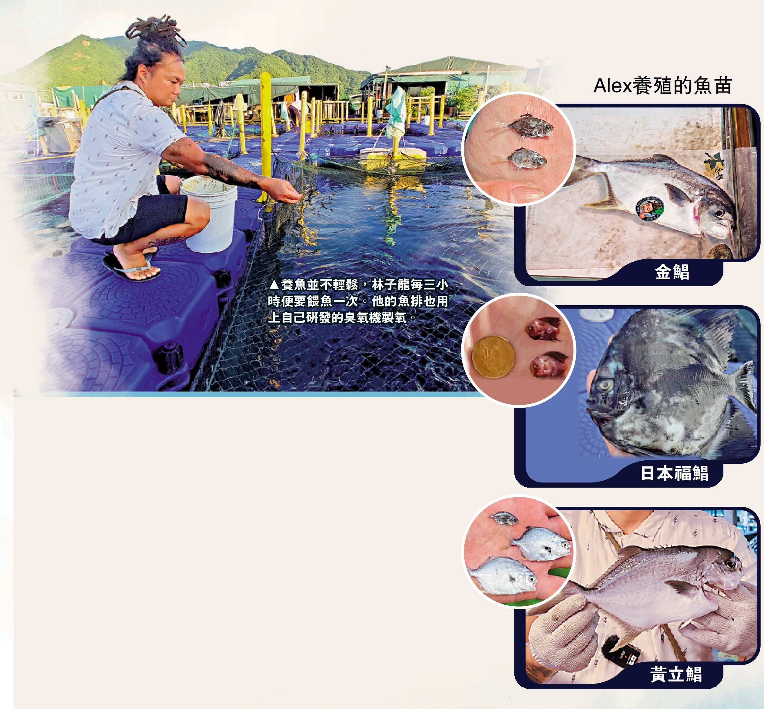 　　圖：養魚並不輕鬆，林子龍每三小時便要餵魚一次。他的魚排也用上自己研發的臭氧機製氧。