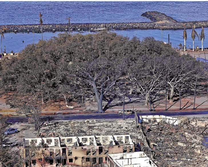 　　圖：拉海納市中心具有逾百年歷史的古榕樹被燒得焦黑。\美聯社