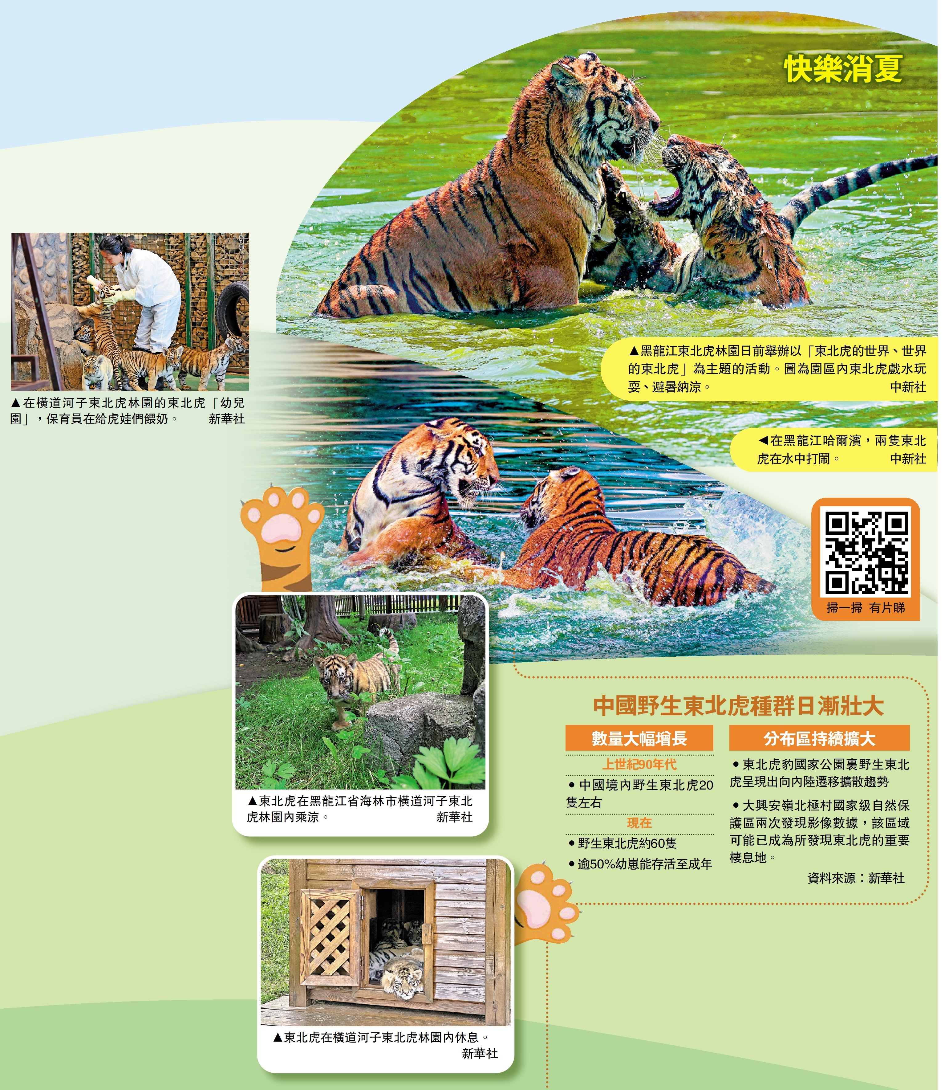 　　圖：中國野生東北虎種群日漸壯大