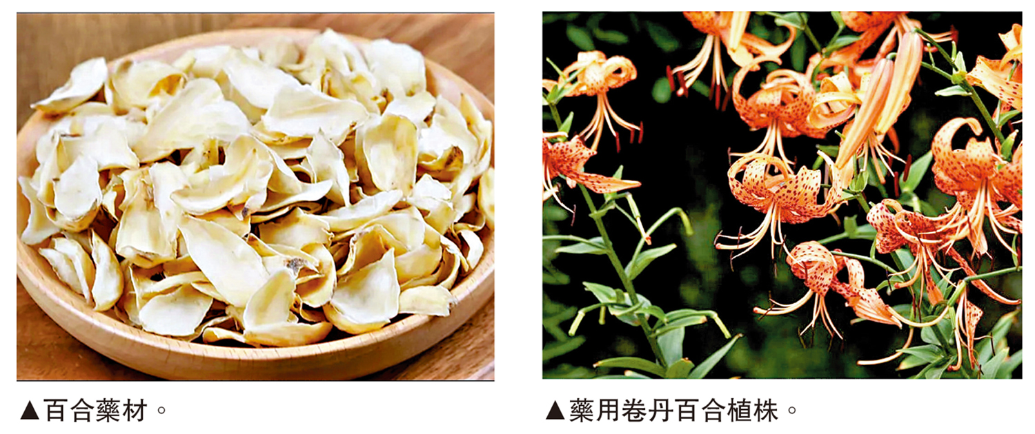 　　左圖：百合藥材。右圖：藥用卷丹百合植株。