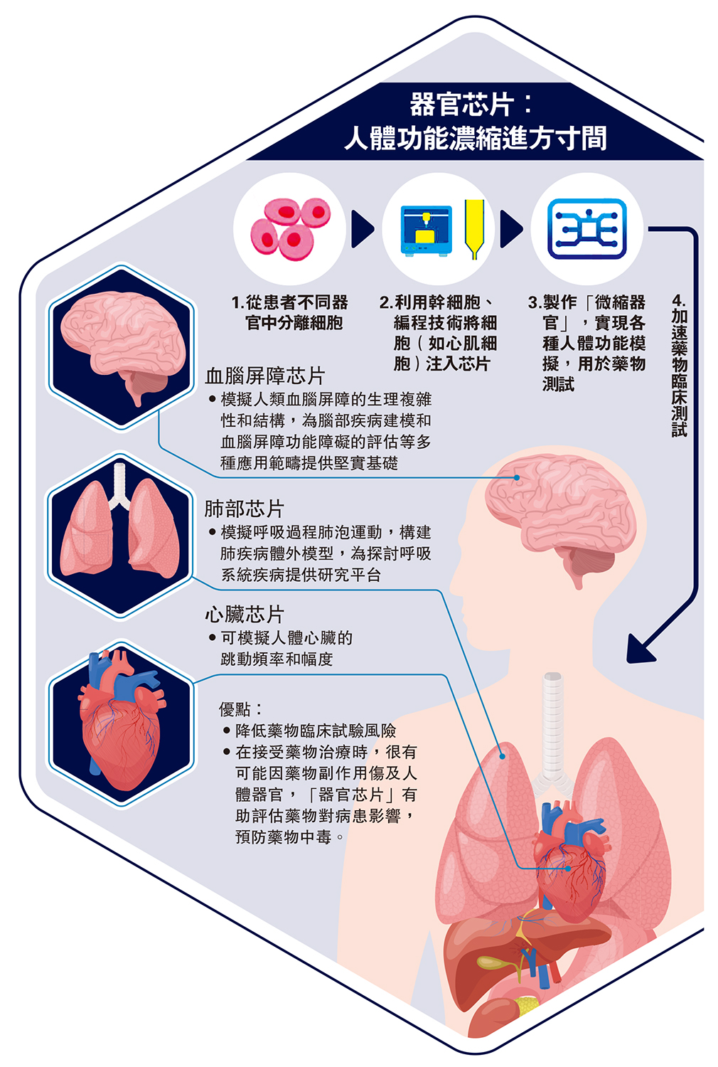 　　圖：器官芯片：人體功能濃縮進方寸間