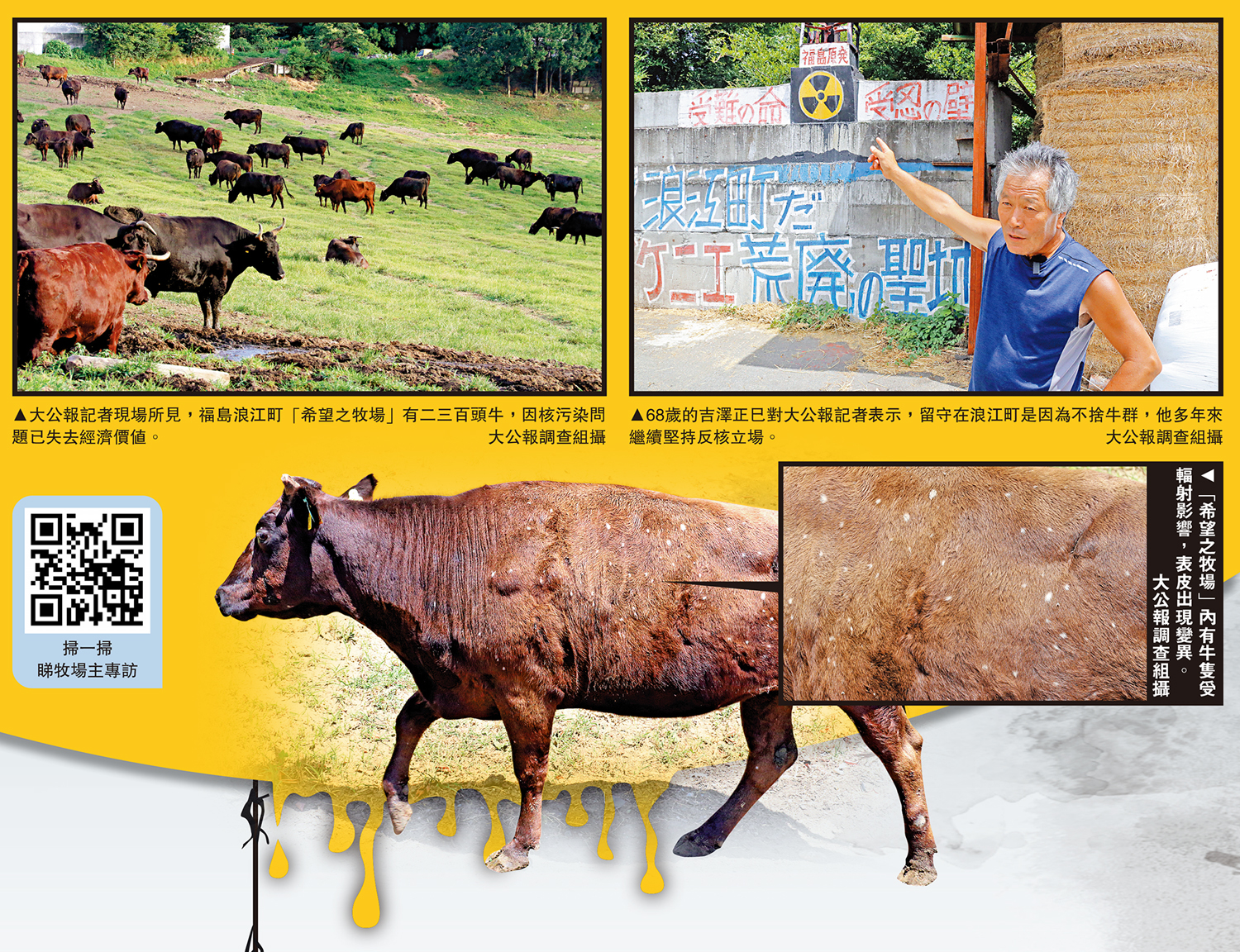 　　左圖：大公報記者現場所見，福島浪江町「希望之牧場」有二三百頭牛，因核污染問題已失去經濟價值。右圖：68歲的吉澤正巳對大公報記者表示，留守在浪江町是因為不捨牛群，他多年來繼續堅持反核立場。右下圖：「希望之牧場」內有牛隻受輻射影響，表皮出現變異。\大公報調查組攝