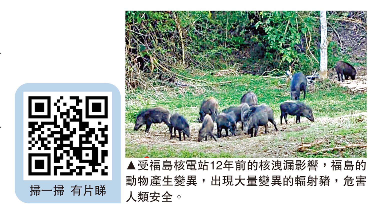 　　圖：受福島核電站12年前的核洩漏影響，福島的動物產生變異，出現大量變異的輻射豬，危害人類安全。