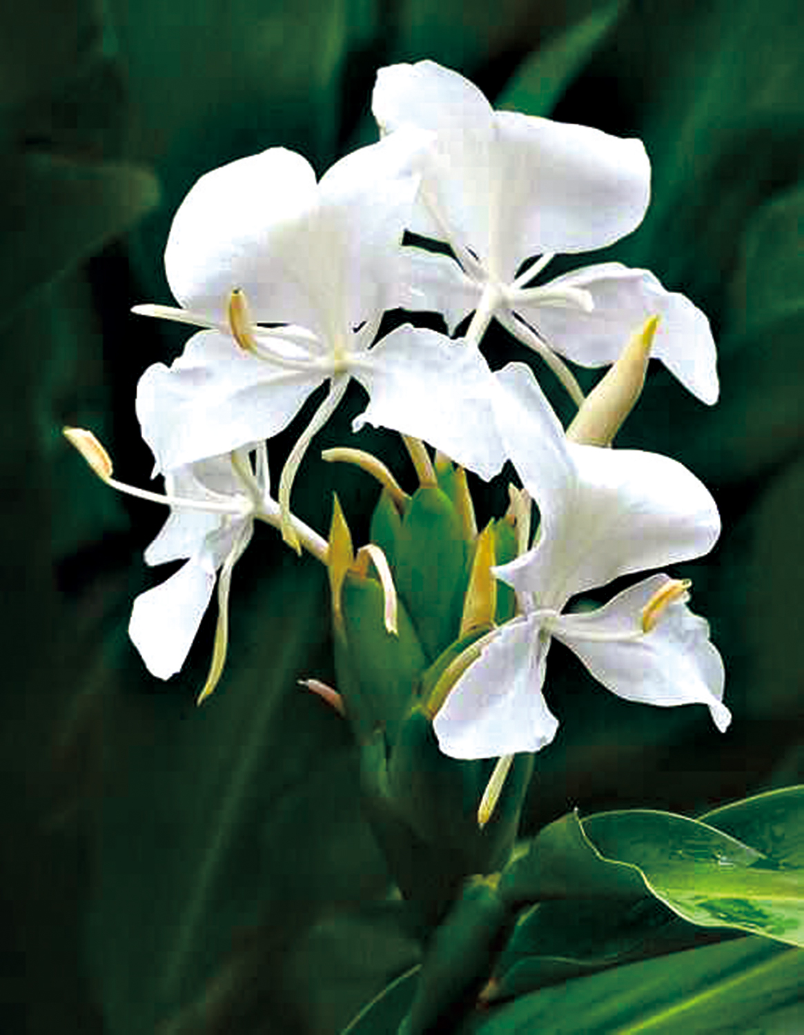 　　圖：野薑花。\資料圖片