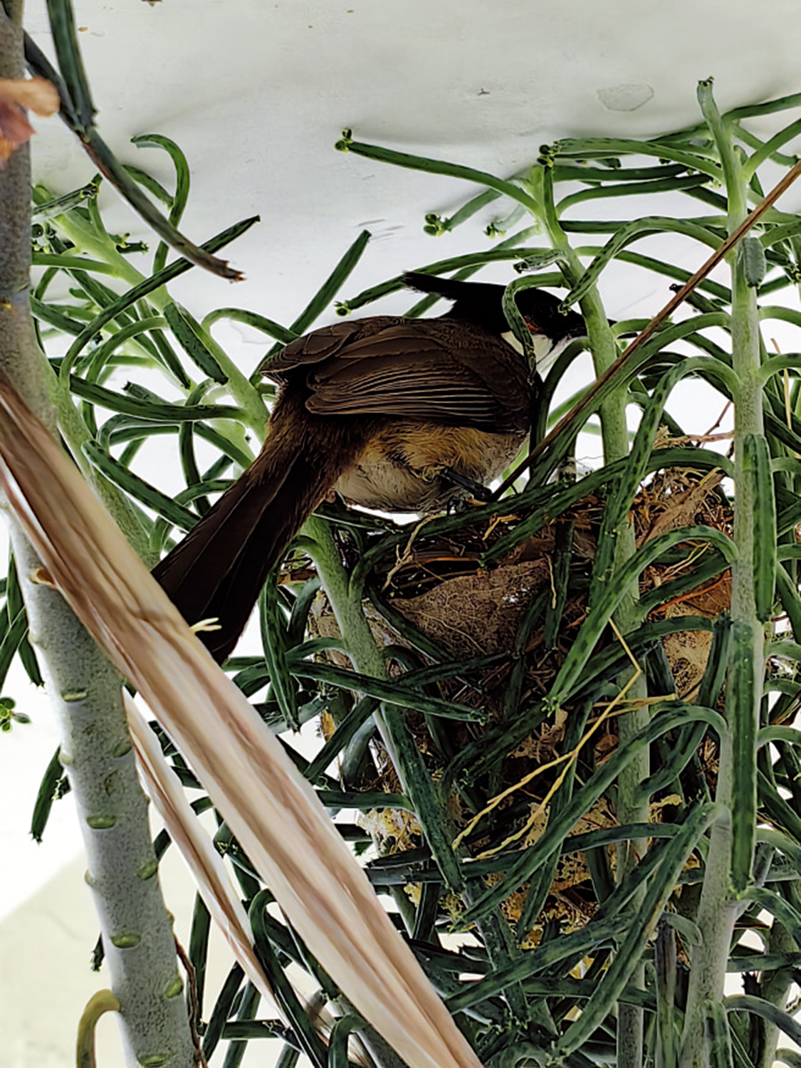 　　圖：白耳鵯餵雛。\作者供圖