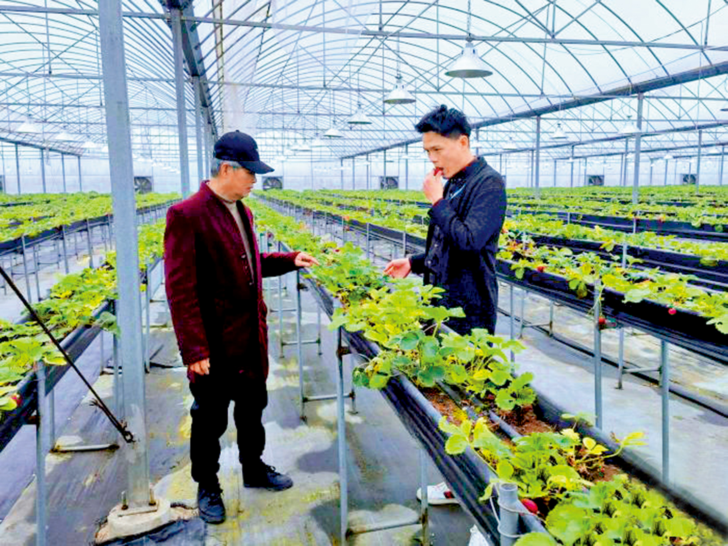 　　圖：阮子瑋（右）在和父親阮琨程查看台灣高架草莓長勢。\中新社