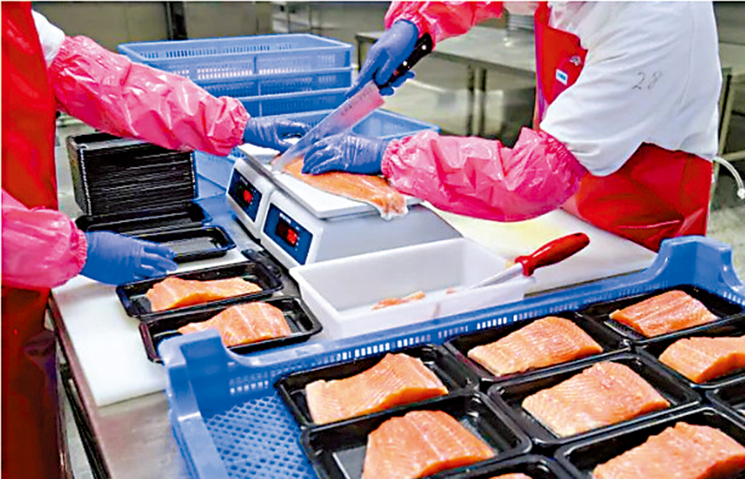 　　圖：在新疆一加工車間，員工正切割三文魚。