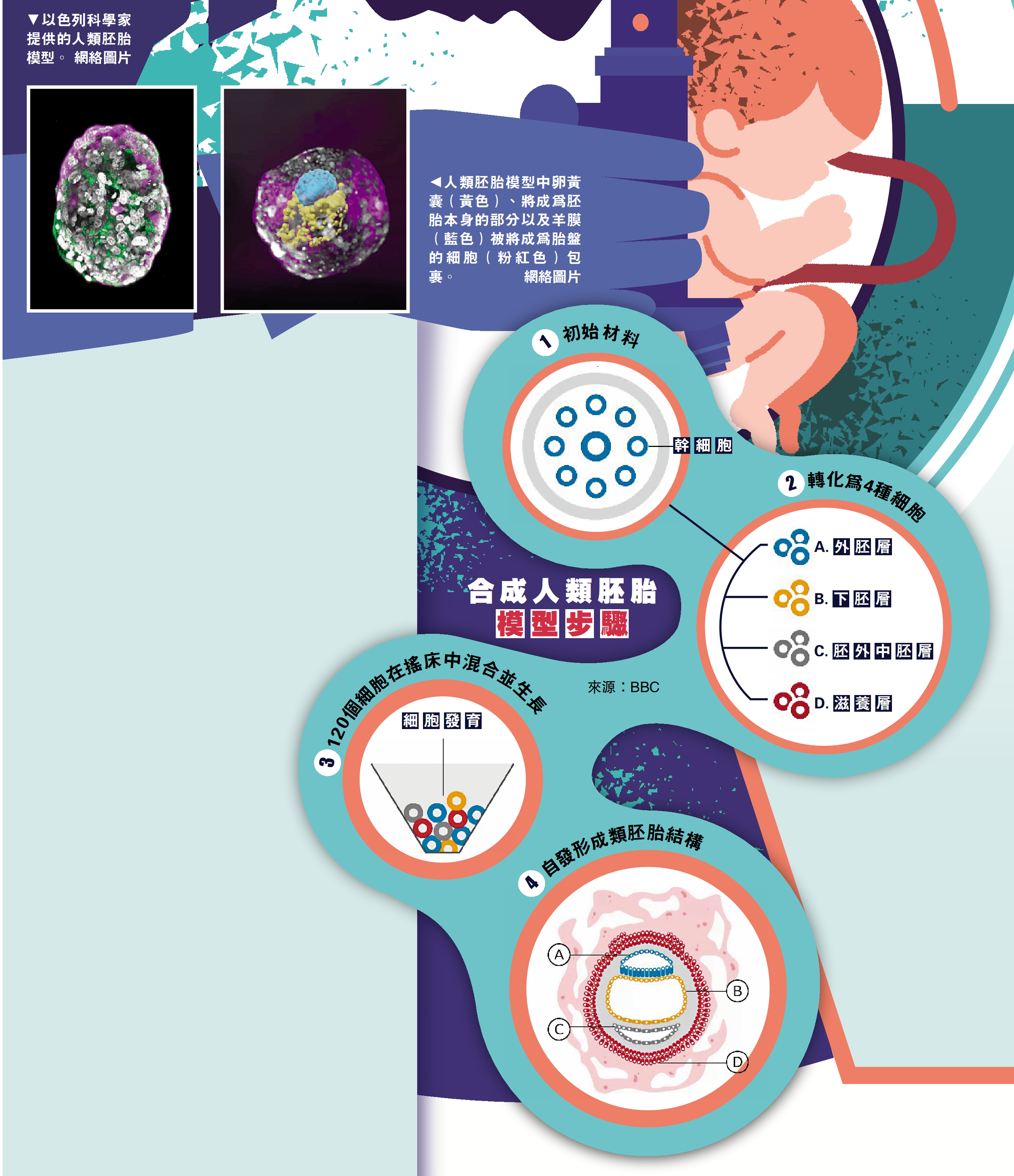 　　圖：以色列科學家們首次培育出與早期人類胚胎非常相似的「胚胎模型」。\法新社