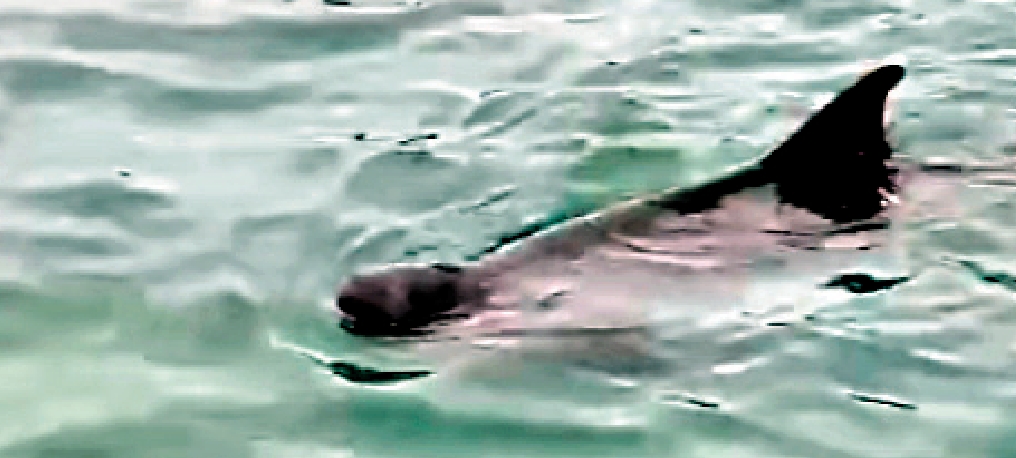 　　圖：從網上影片可見，一尾罕見的侏抹香鯨於南區深水灣出沒。\網上圖片