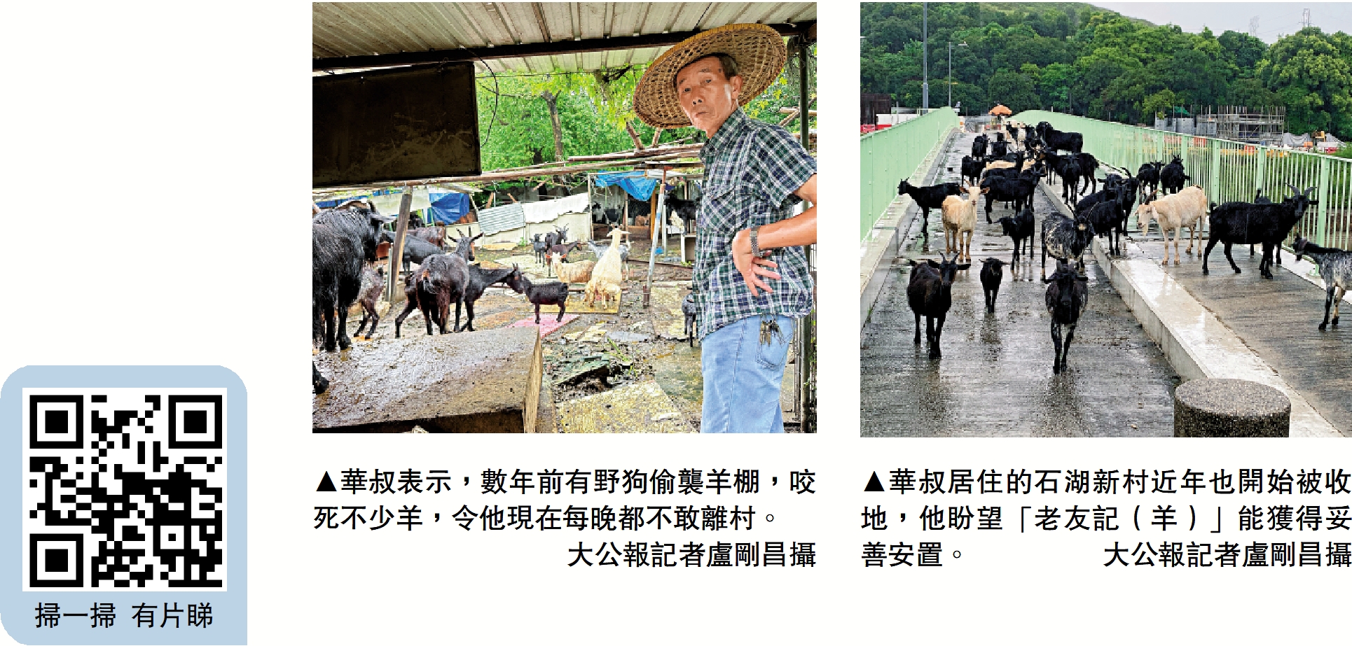 　　左圖：華叔表示，數年前有野狗偷襲羊棚，咬死不少羊，令他現在每晚都不敢離村。右圖：華叔居住的石湖新村近年也開始被收地，他盼望「老友記（羊）」能獲得妥善安置。\大公報記者盧剛昌攝