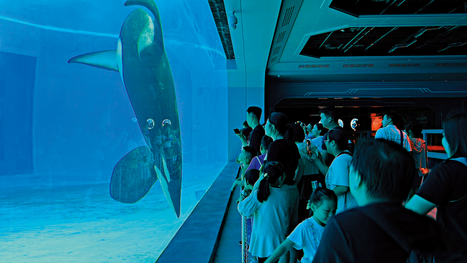 寓教於遊/親近虎鯨觀摩全球最大水族箱- 大公報