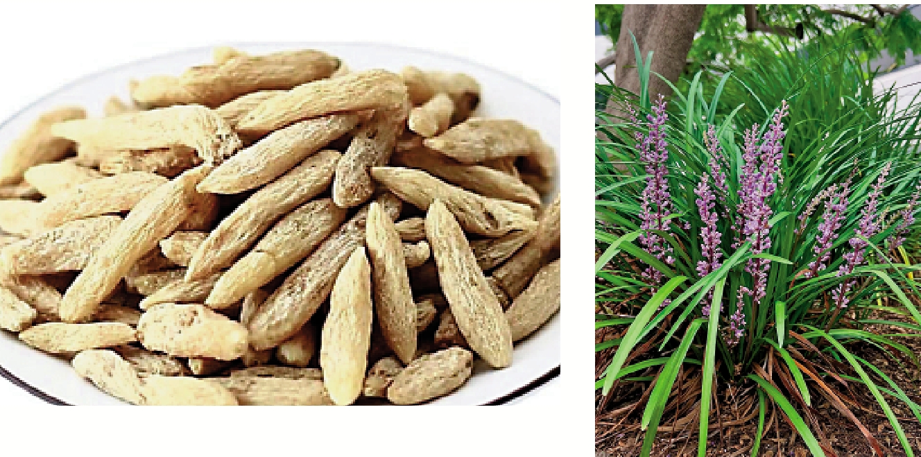 　　左圖：麥冬藥材。右圖：麥冬植株。