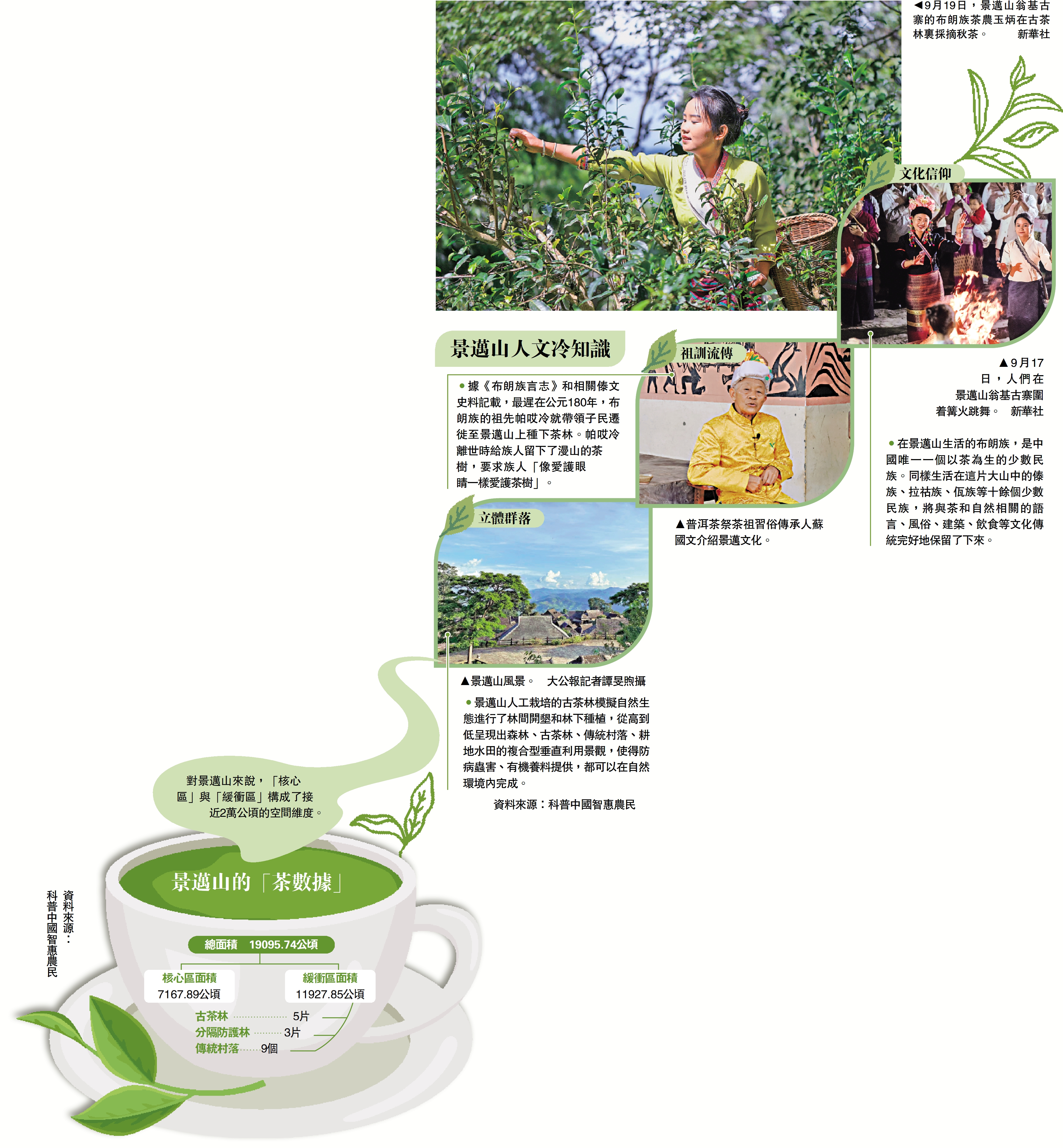 　　圖：9月19日，景邁山翁基古寨的布朗族茶農玉炳在古茶林裏採摘秋茶。\新華社