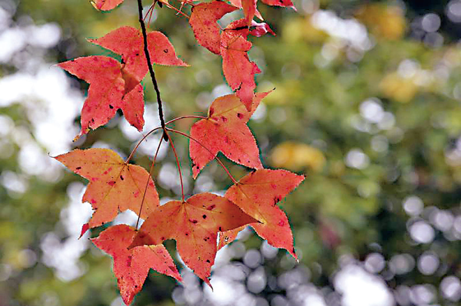 　　圖：秋天，楓葉換上鮮艷紅妝。\資料圖片