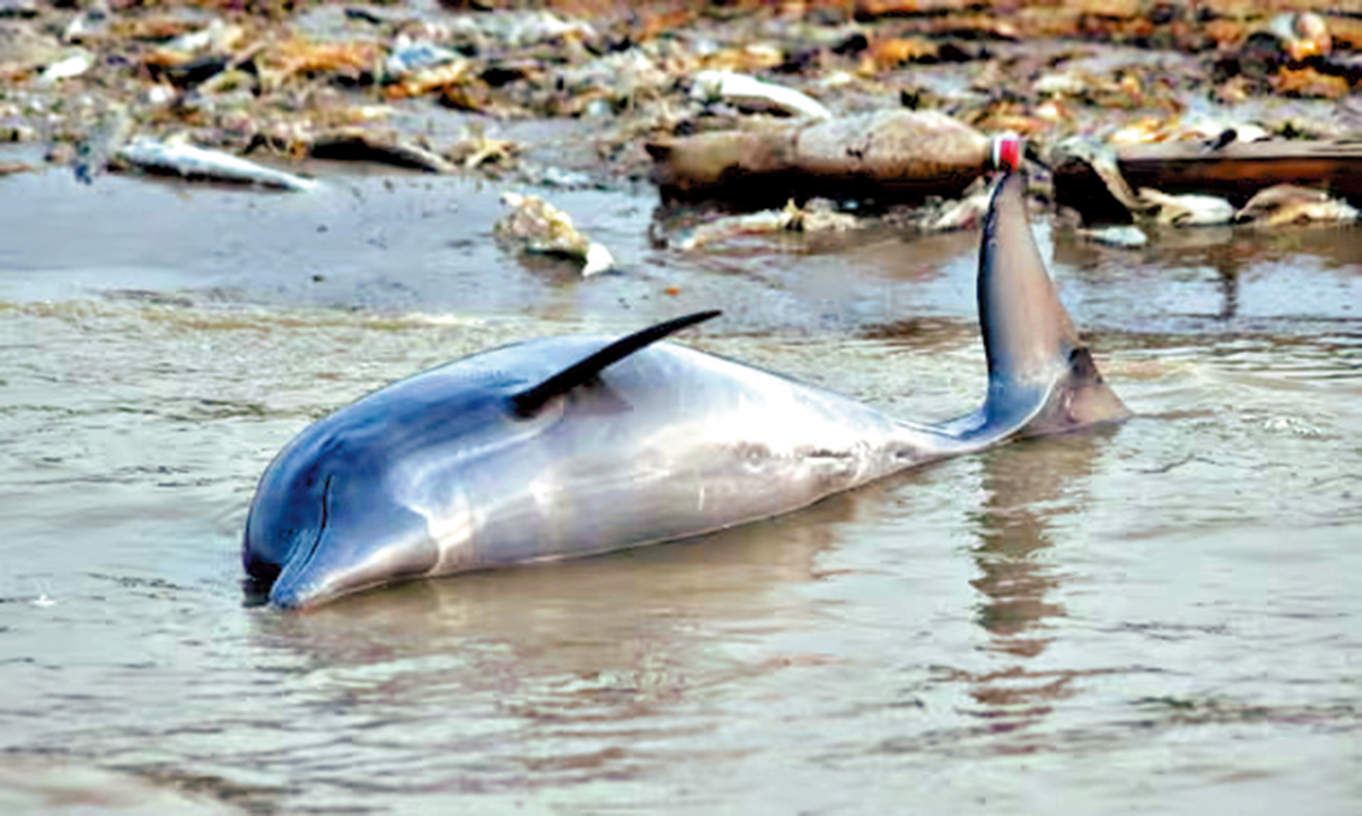 　　圖：大量河豚的屍體漂浮在特費湖上。\網絡圖片