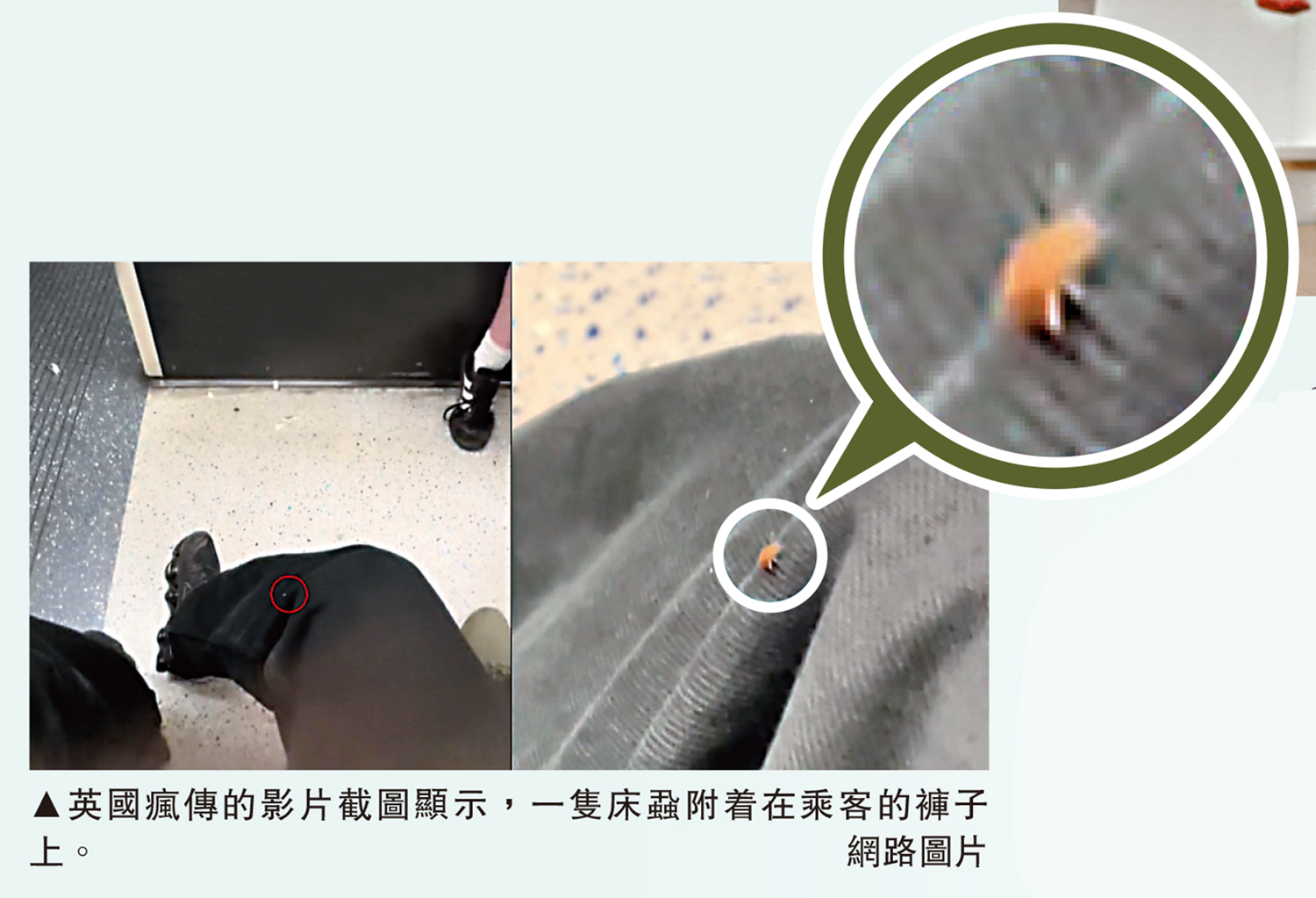 　　圖：英國瘋傳的影片截圖顯示，一隻床蝨附着在乘客的褲子上。\網路圖片