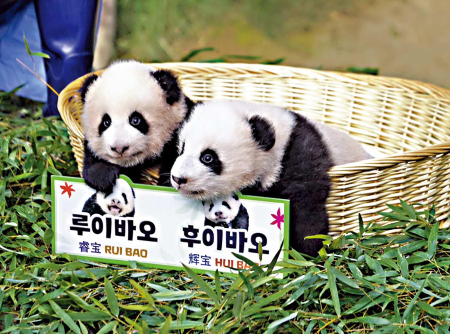 　　圖：「睿寶」（左）和「輝寶」（右）12日首次與公眾見面。\中新社