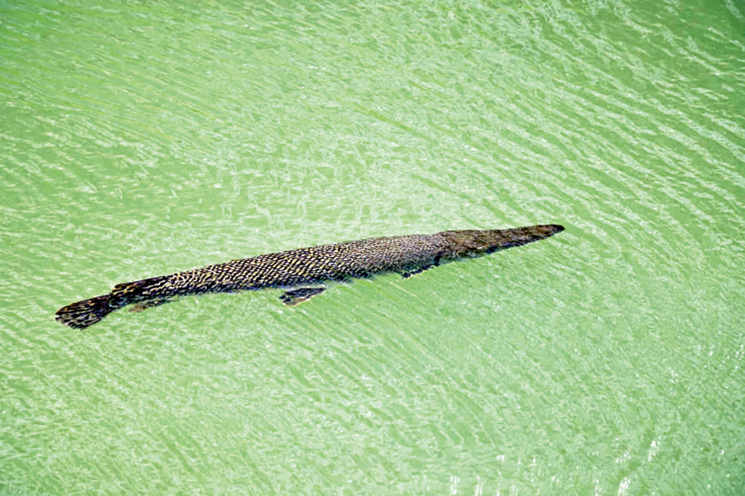 　　圖：啟德河出現的「福鱷」。