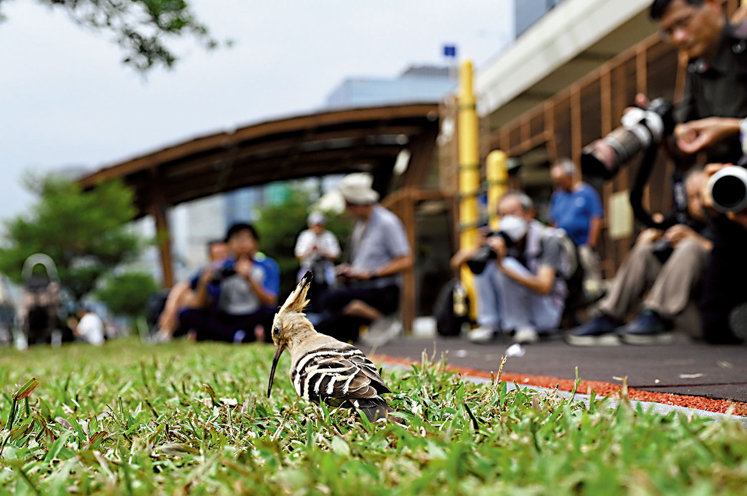 　　圖：戴勝鳥「訪港」