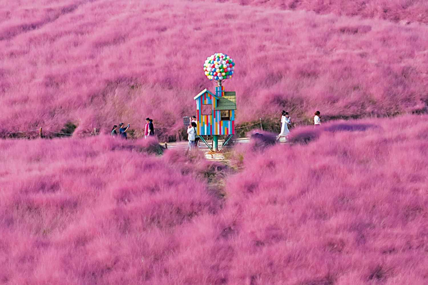 　　圖：南京東郊湯山礦坑公園種植的粉黛亂子草，如煙似霧呈現粉色浪漫。\香港中通社