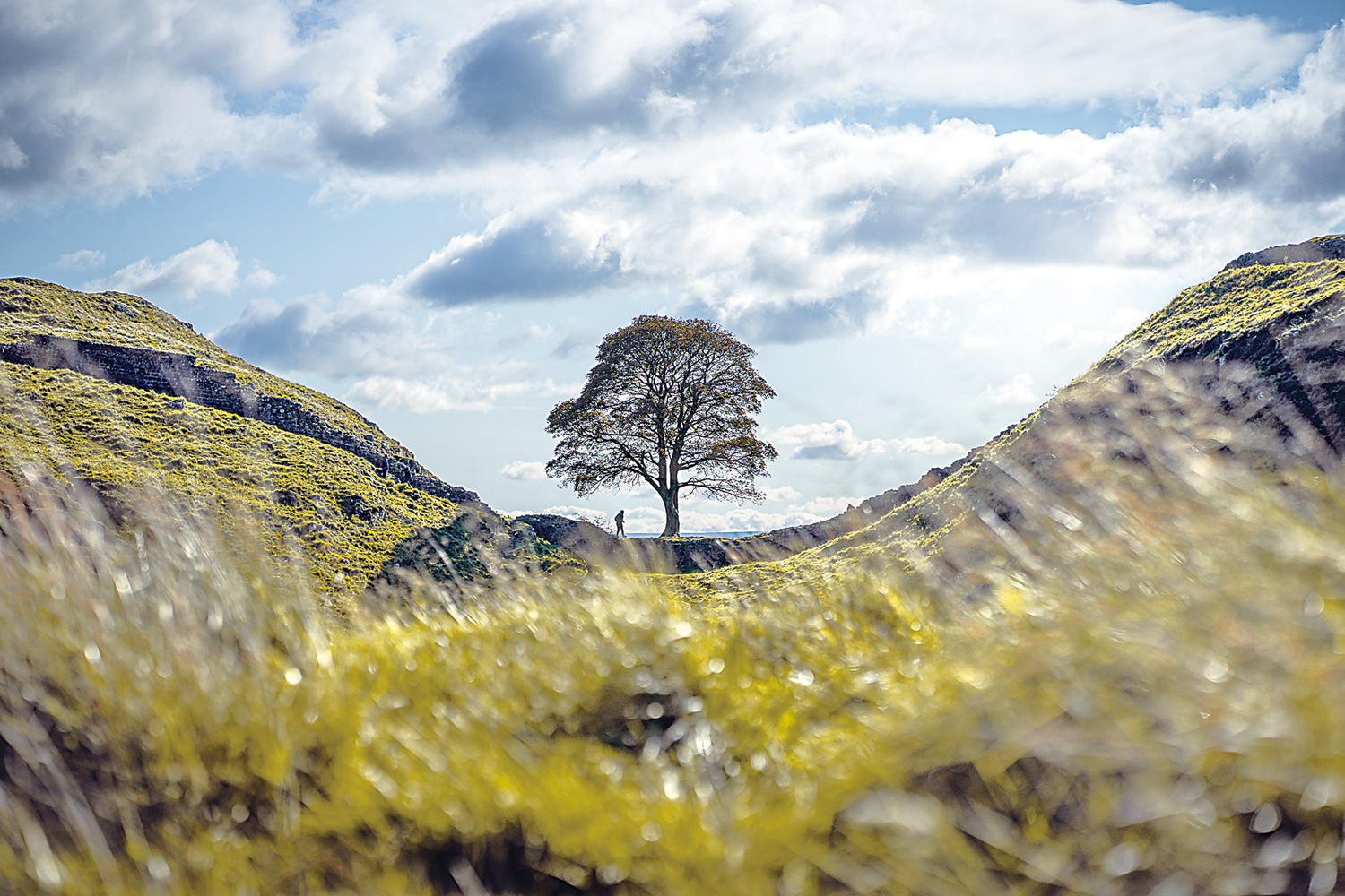 　　圖：英國北部諾森伯蘭郡哈德良長城的峽谷中，原有一棵三百年的梧桐樹近日被砍伐。\資料圖片