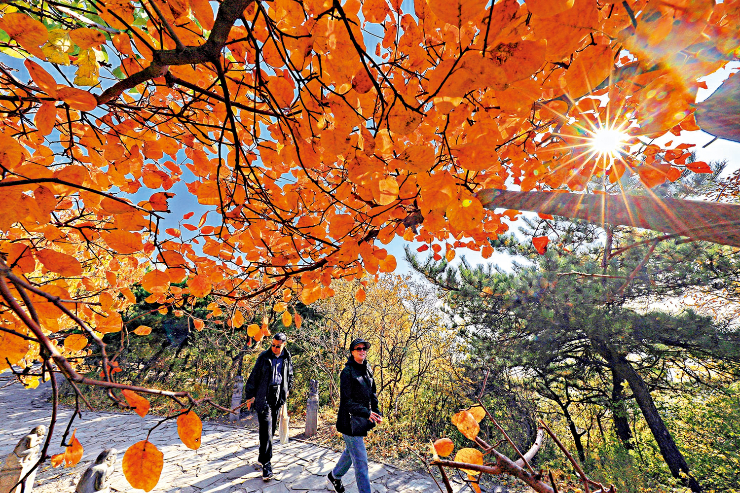 　　圖：北京香山公園推出五條「賞秋專線」，供遊人登高賞景。\新華社