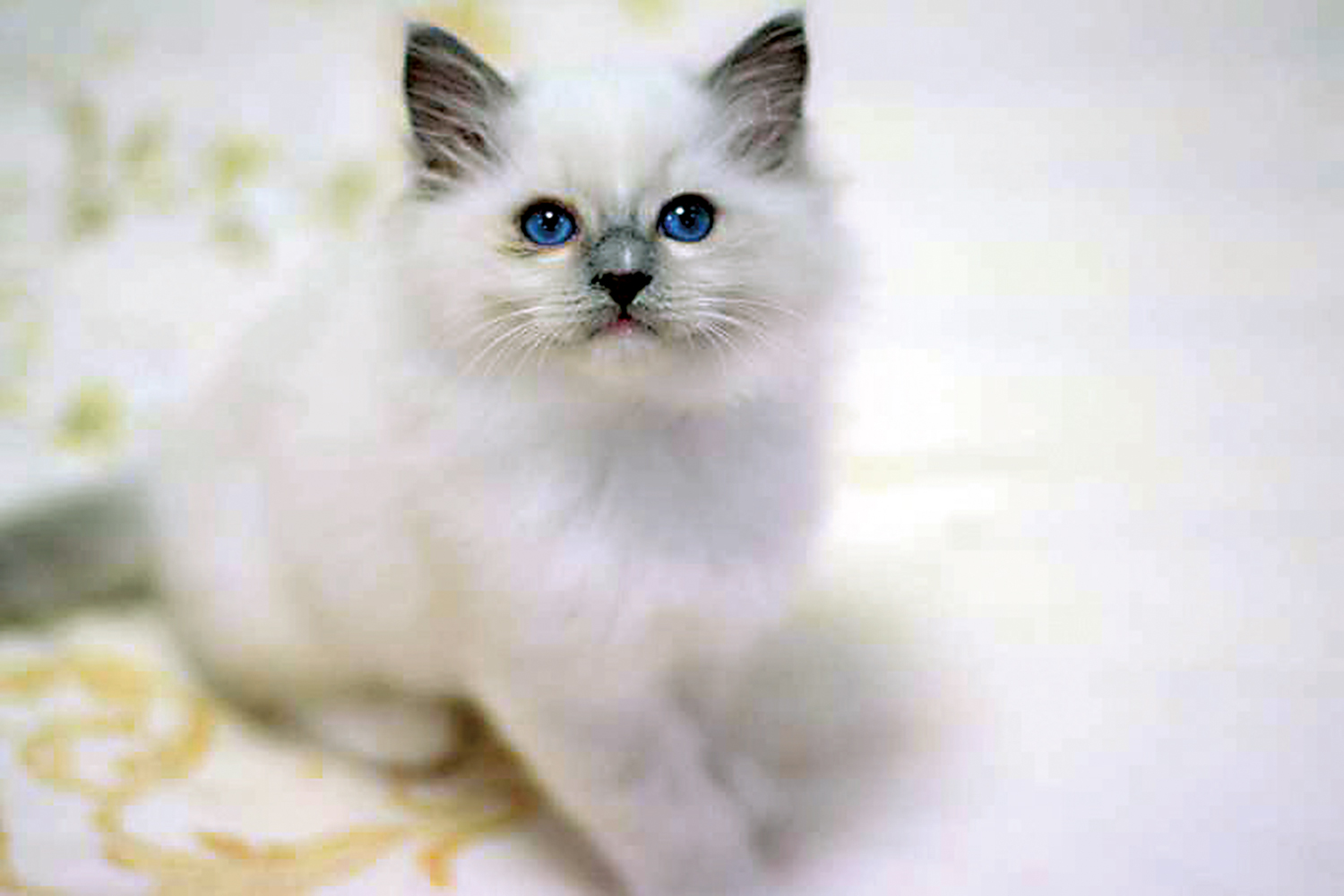 　　圖：三個月大的貓咪。\作者供圖