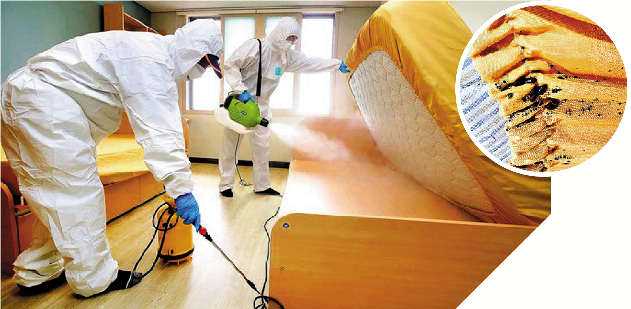 　　右圖：韓國啟明大學多間宿舍出現床蝨，圖為藏在床罩內的床蝨。\網絡圖片；左圖：防疫人員在大邱啟明大學宿舍進行消殺。\韓聯社