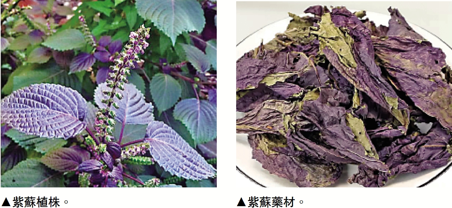 　　左圖：紫蘇植株。右圖：紫蘇藥材。