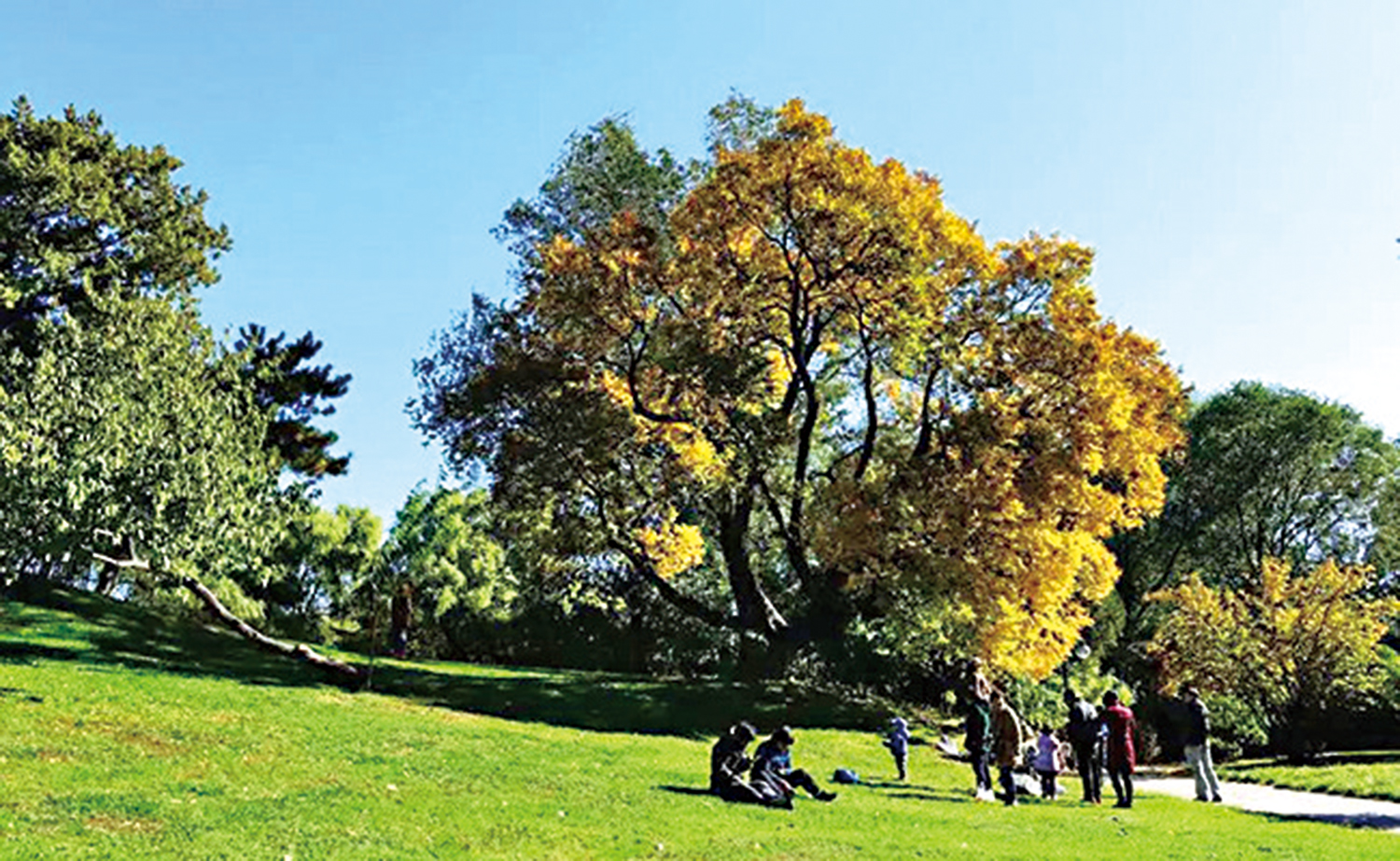 　　圖：清華大學的「情人坡」一景。\資料圖片