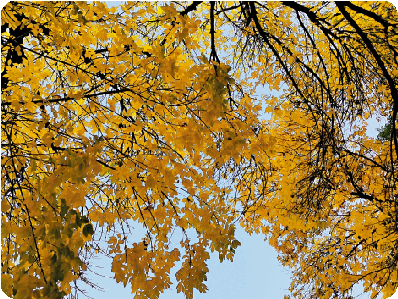 　　圖：碧雲天黃葉地。作者供圖
