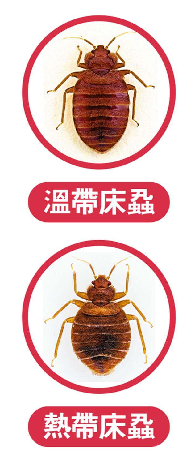 　　上圖：溫帶床蝨。下圖：熱帶床蝨