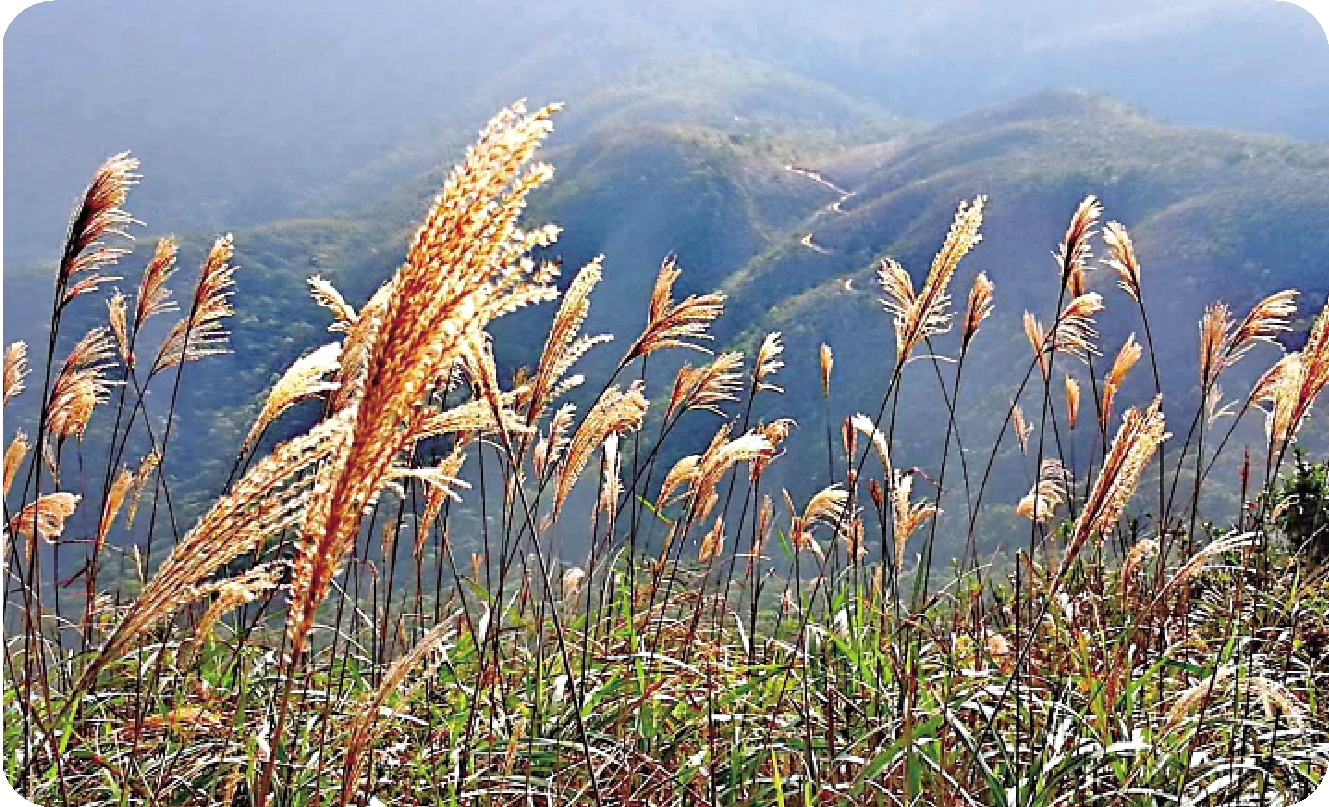 　　圖：香港的芒草。\作者供圖