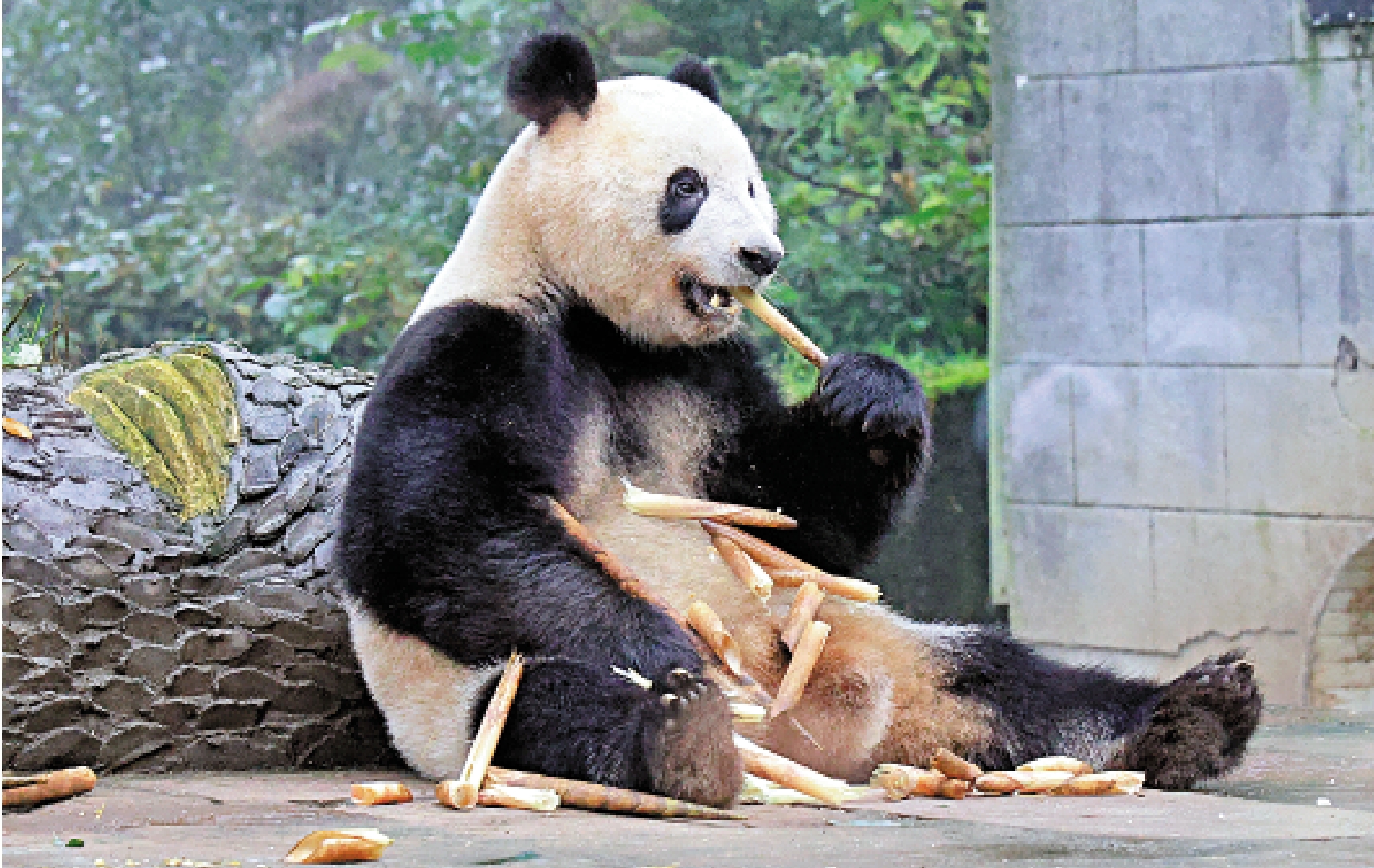 　　圖：11月8日，在中國大熊貓保護研究中心雅安基地拍攝的大熊貓「香香」。\新華社